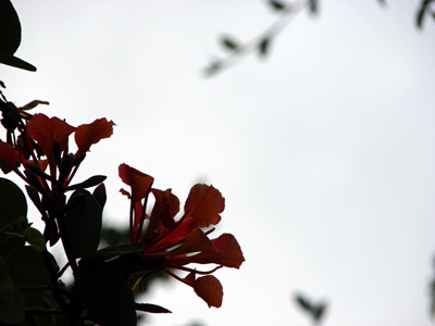 Red Flowers1.jpg